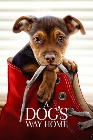 A Dogs Way Home (2019) Hindi Dual Audio | Hindi Dubbed Movie Web-DL [900MB]